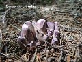Gomphus clavatus-amf389-1